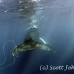 whale_humpback_h_00327_dom3729.jpg